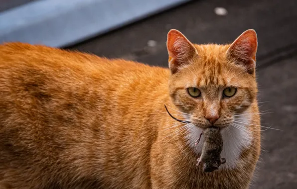 Cat, cat, look, pose, mouse, mouse, red, face