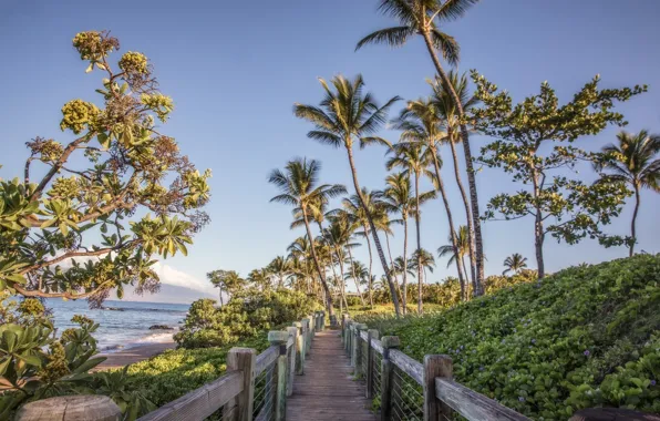 Picture flowers, bridge, tropics, palm trees, track, Perilla