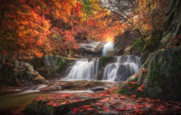 Autumn, forest, trees, branches, stones, rocks, vegetation, waterfall