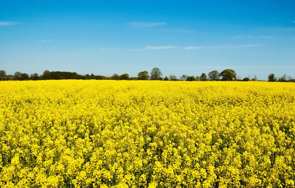 Field, summer, flowers, blue, spring, yellow, horizon, contrast