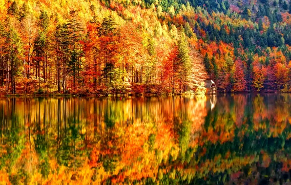 Picture autumn, forest, trees, lake, slope, house