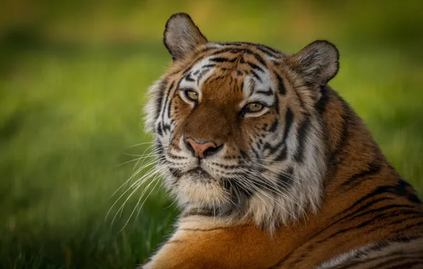 Picture look, face, tiger, background, portrait, blur, wild cat