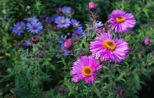 Picture flowers, garden, pink, flowerbed, asters