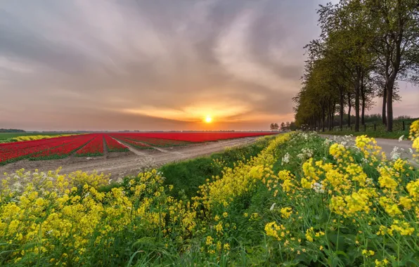 Wallpaper yellow, red, flowers, plantation, road, trees, rape, tulips