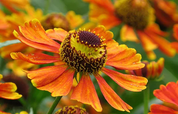Picture flower, macro, flowers, orange, background