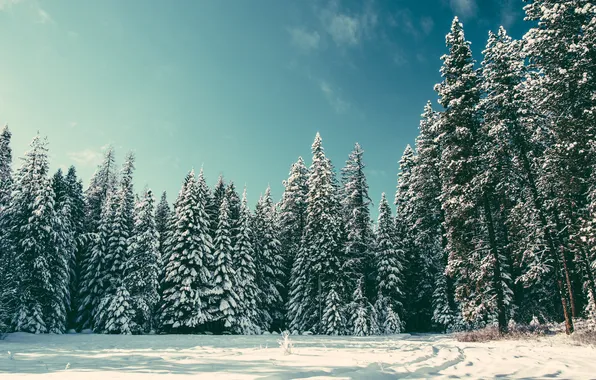 Winter, trees, tree