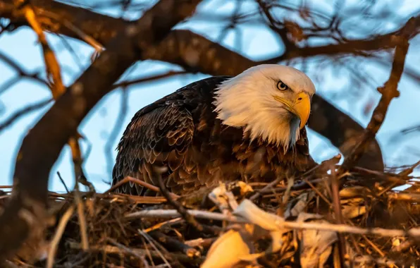 Look, branches, tree, bird, socket, predatory, bald eagle