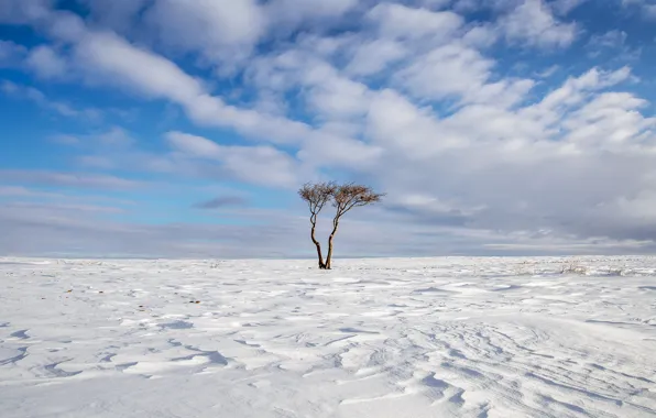Picture the sky, snow, trees