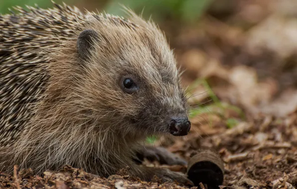 Needles, hedgehog, spout
