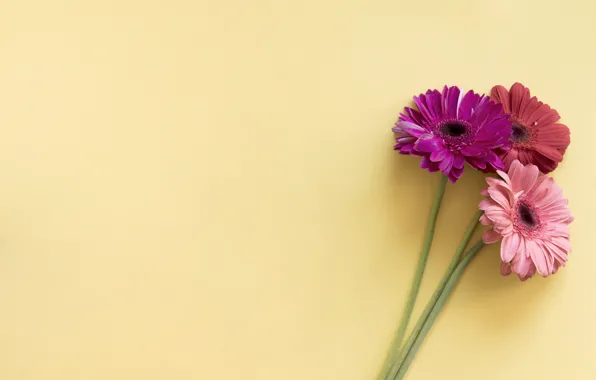 Flowers, colorful, gerbera, pink, flowers, spring, gerbera