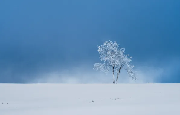 Picture winter, snow, tree, Germany