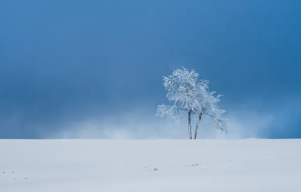 Winter, snow, tree, Germany