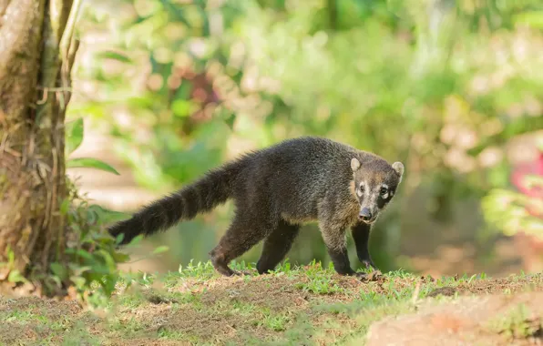 Picture grass, trees, nature, bokeh, coati, the coati