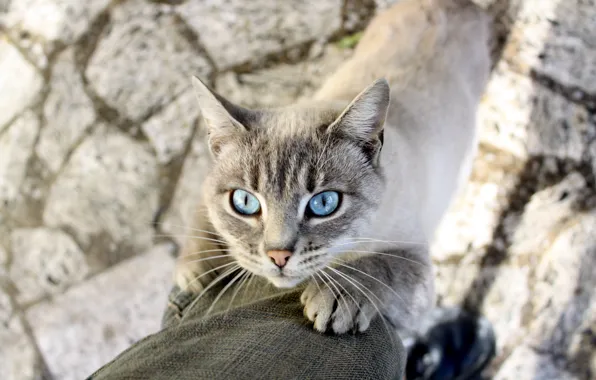 Cat, mustache, animal, legs, shadow, blue eyes, Siamese