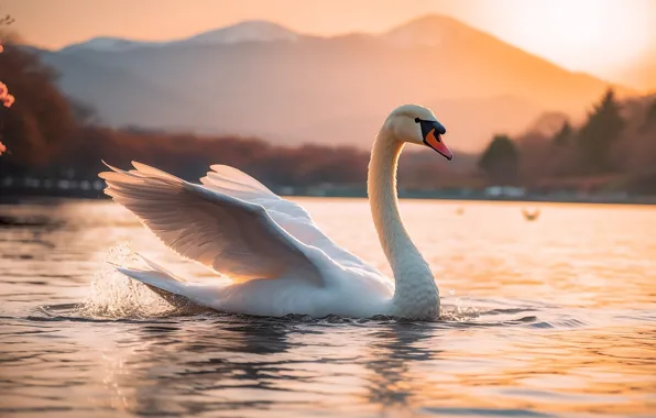 White, nature, lake, pond, bird, shore, Swan, pond