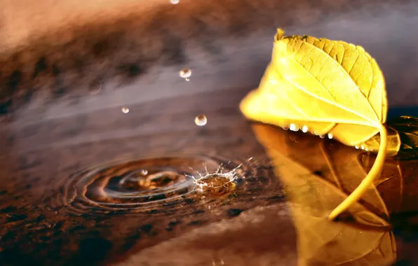Picture autumn, drops, macro, sheet, puddle