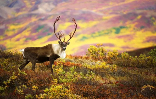 Picture nature, color, deer