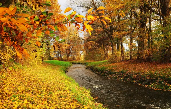 Picture trees, river, foliage, stream, Autumn