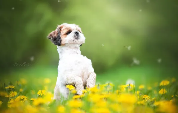 Flowers, dog, meadow, dandelions, fuzzes, stand, bokeh, doggie