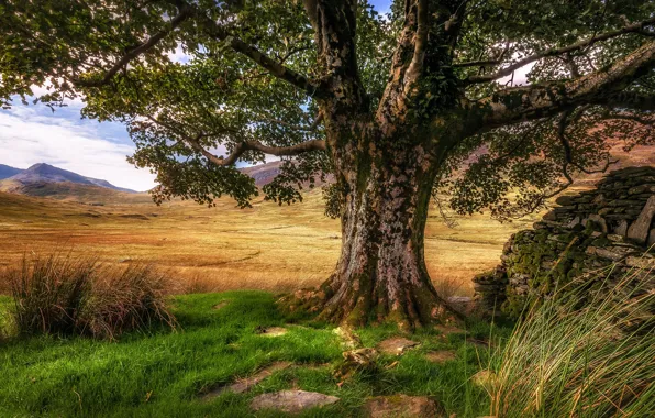 Grass, mountains, tree, Wales, Snowdonia