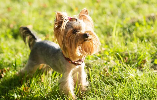 Summer, york, yorkie, terrier, yorkshire