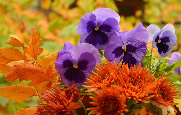 Picture Flowers, Pansy, Viola tricolor, Viola tricolor, Purple Flowers, Pansies