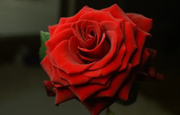 Wallpaper roses, flowers, red, macro, the dark background