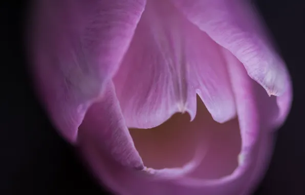 Picture flowers, petals, tulips