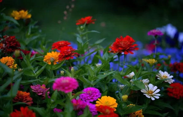 Wallpaper zinnia, flowers, garden, summer, flowerbed