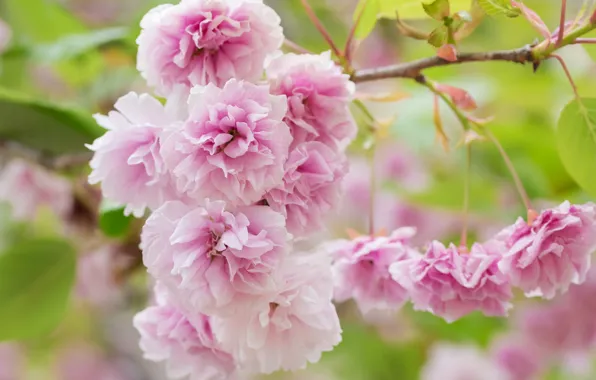 Greens, leaves, flowers, branch, spring, garden, Sakura, pink