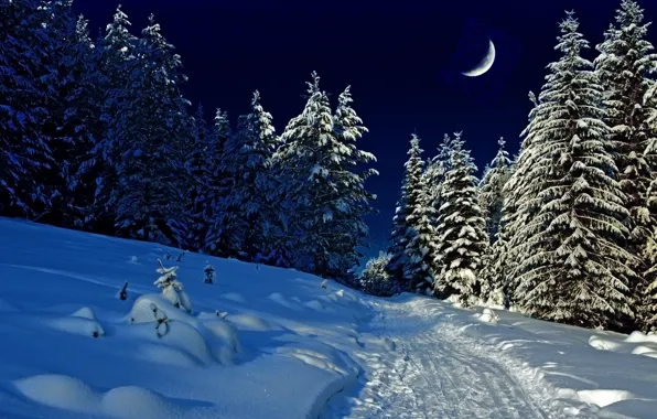Picture winter, forest, nature, the evening