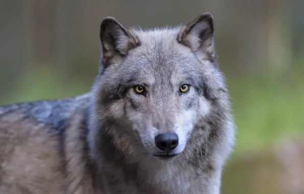 Picture look, face, grey, wolf, portrait