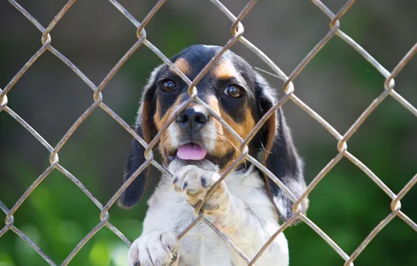 The fence, puppy, hound