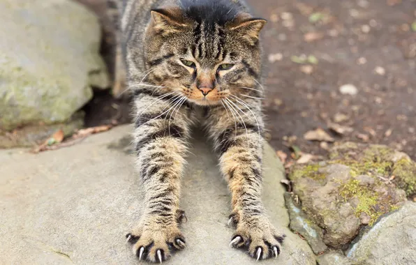 Picture paws, Koshak, claws, Tomcat