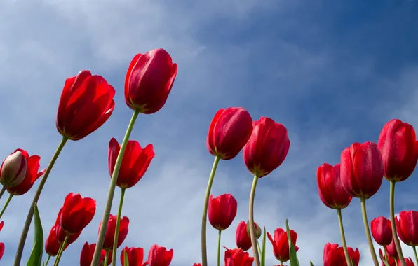 The sky, leaves, clouds, macro, stem, tulips
