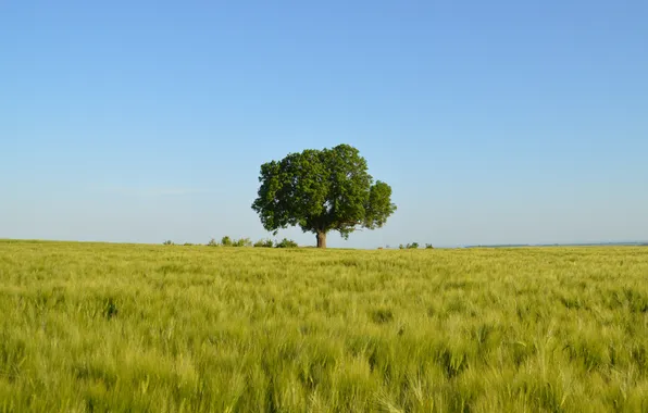 Wheat, field, the sky, tree, horizon
