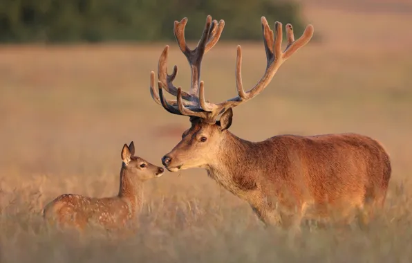 Picture deer, fawn, Red deer