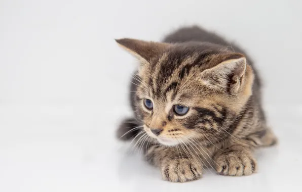 Picture cat, white, look, pose, grey, background, portrait, light