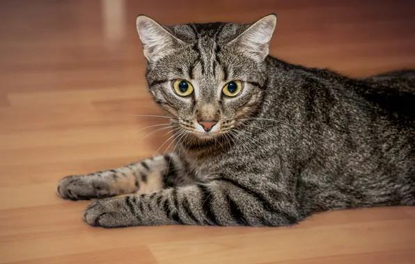 Cat, cat, look, Kota
