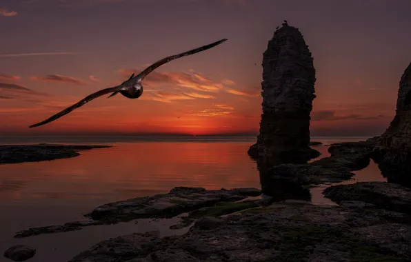 Picture sea, flight, sunset, rocks, bird, seagulls, photoart