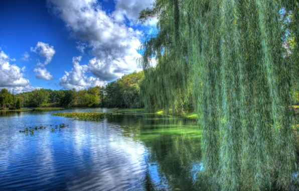 The sky, water, clouds, trees, pond, branch, sky, trees
