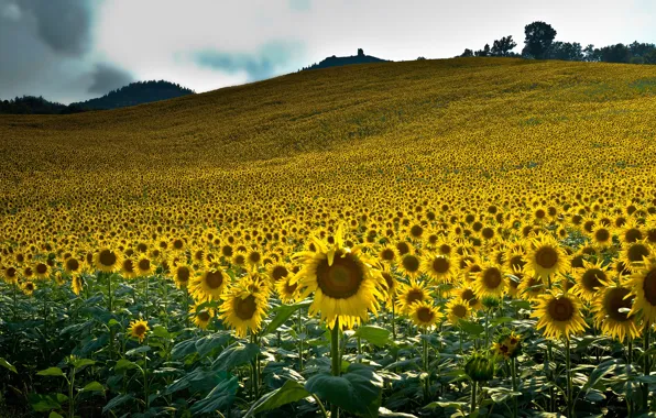 Field, summer, the sky, clouds, sunflowers, landscape, flowers, mountains