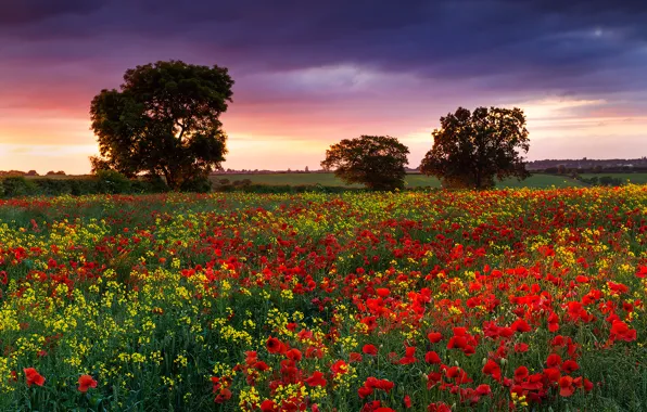 Field, summer, flowers, England, Maki, Nature, the evening, dervla