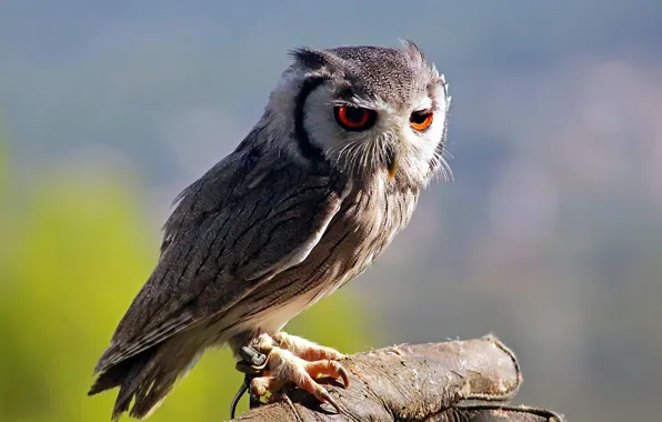 Picture nature, owl, bird