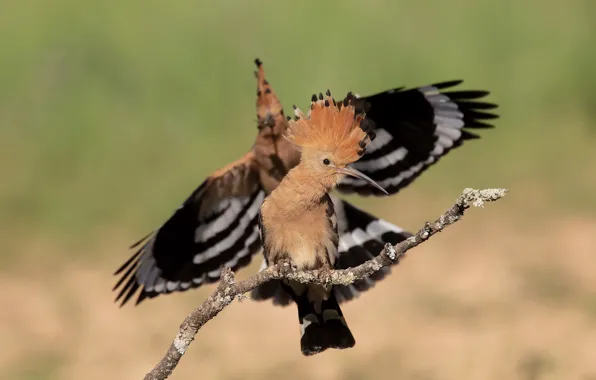 Birds, pose, background, bird, two, wings, branch, pair