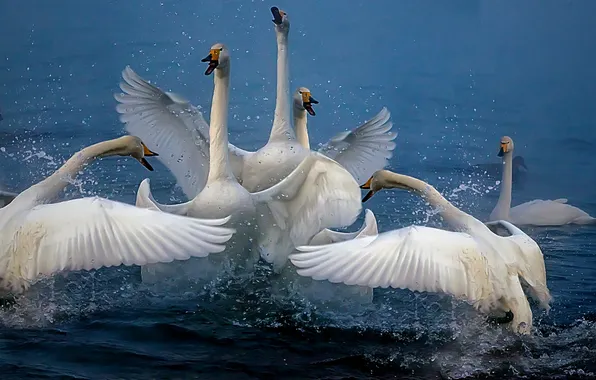 Water, birds, swans