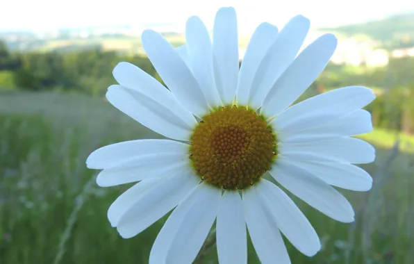 Picture summer, one, Daisy