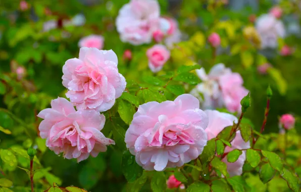 Rose, pink, garden