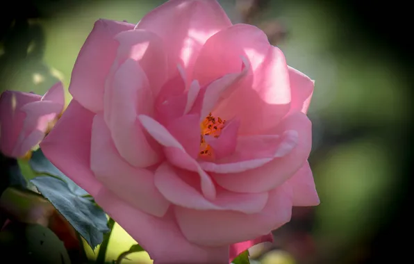 Picture macro, paint, roses, petals, buds