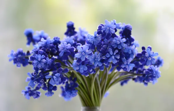 Picture flowers, blue, bouquet, Muscari